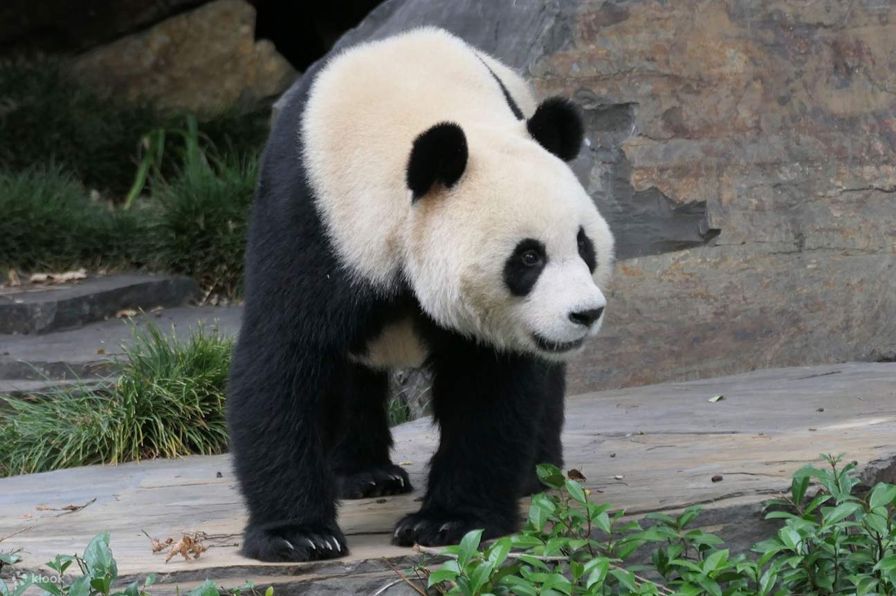 Perth Panda Adelaide Zoo's Panda and Friends Tour (with Entry) in Adelaide ...