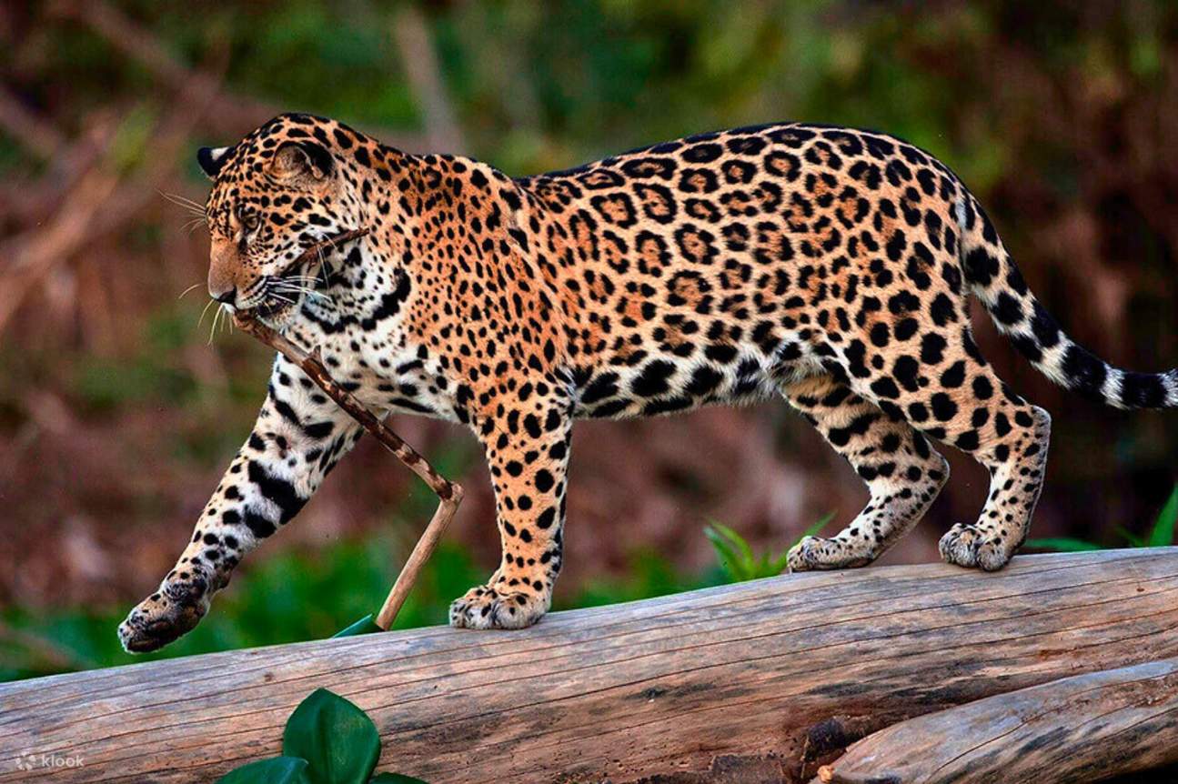 Manu Amazon 8 Day Tour - Klook United Kingdom