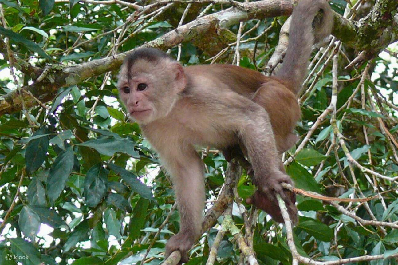 Manu Amazon 8 Day Tour - Klook United States
