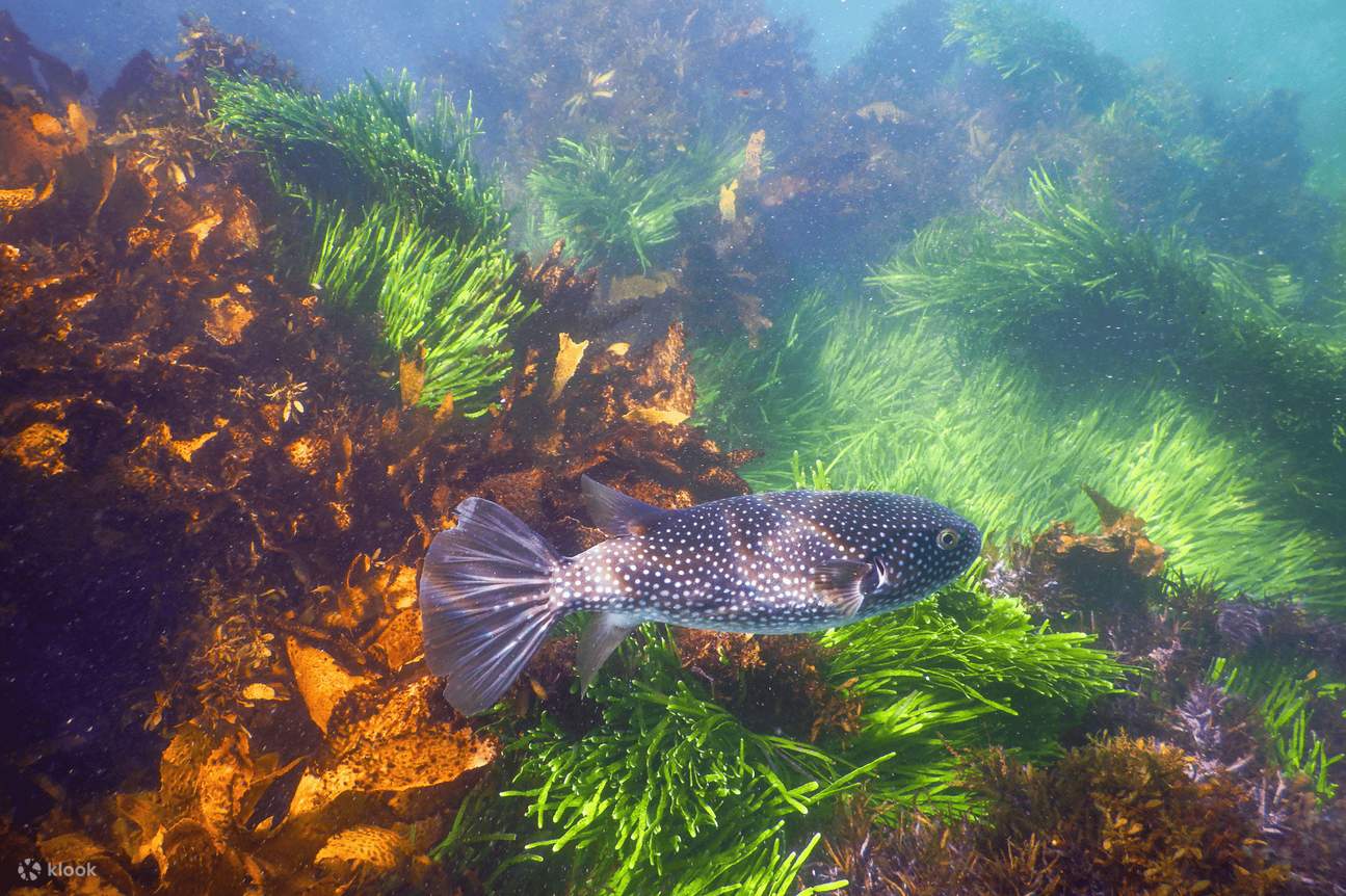 Poisson-crapaud étoilé 