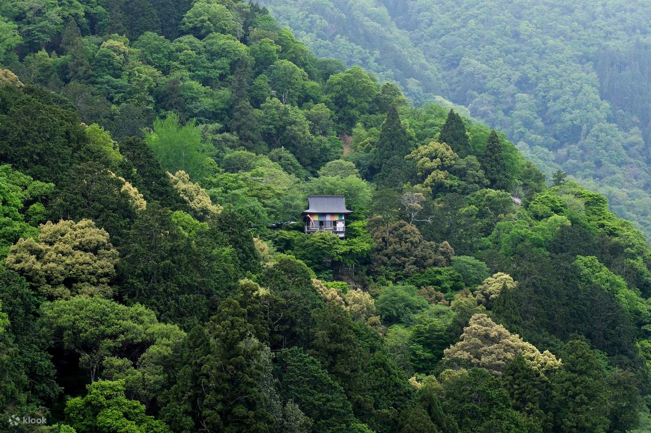 Khám phá Rừng Tre Arashiyama với Trải nghiệm Thiền đích thực