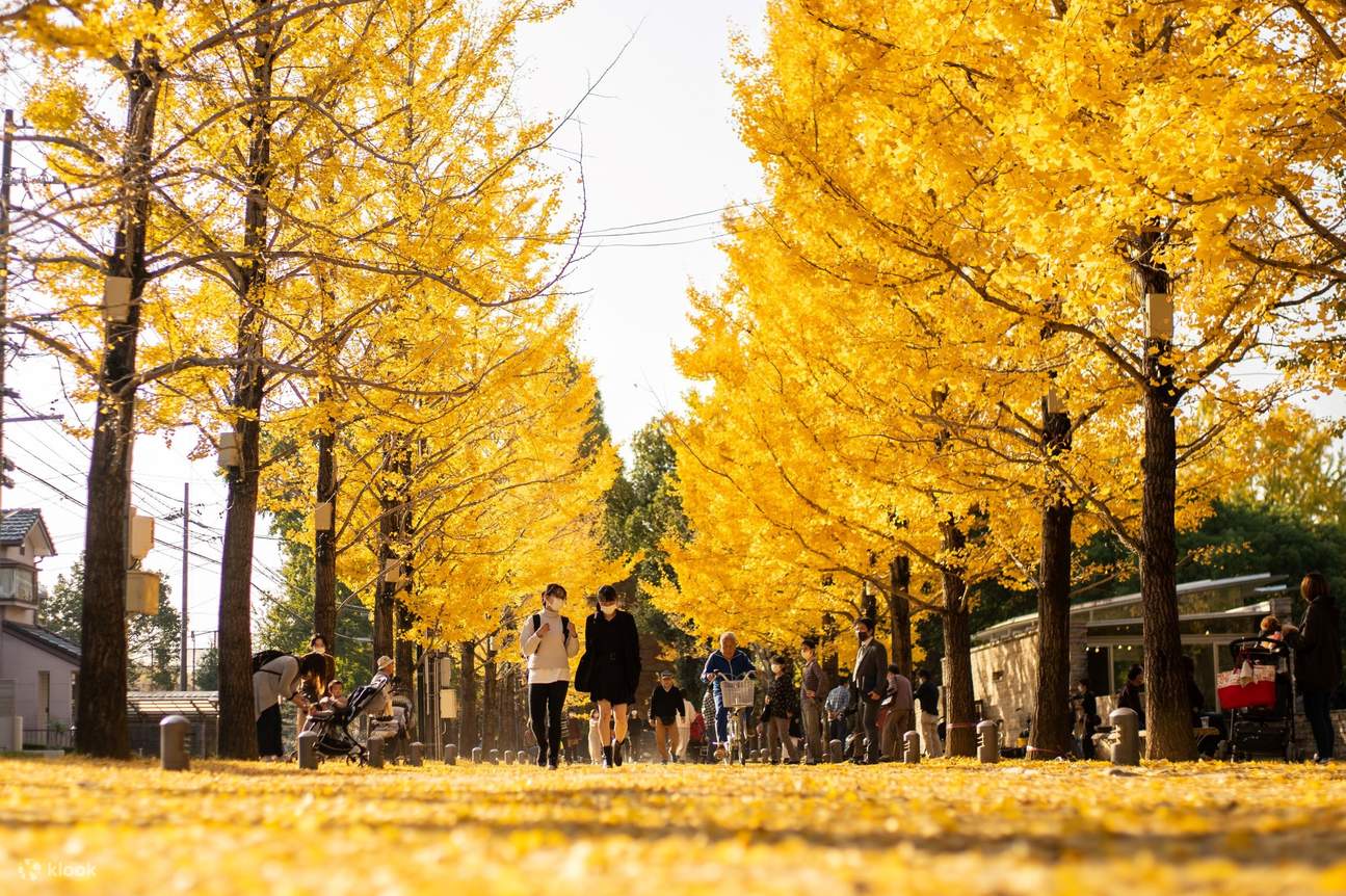 Mie Nabana Illumination And Ginkgo Tree 1 Day Tour from Nagoya Klook mie-nabana-illumination-and-ginkgo-tree-1-day-tour-from-nagoya-klook
