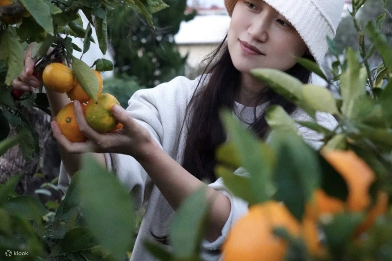 In harvest season, the moment of picking tangerines with your own hands awaits. The scent and touch of freshly picked fruit bring Jeju’s season closer than ever.