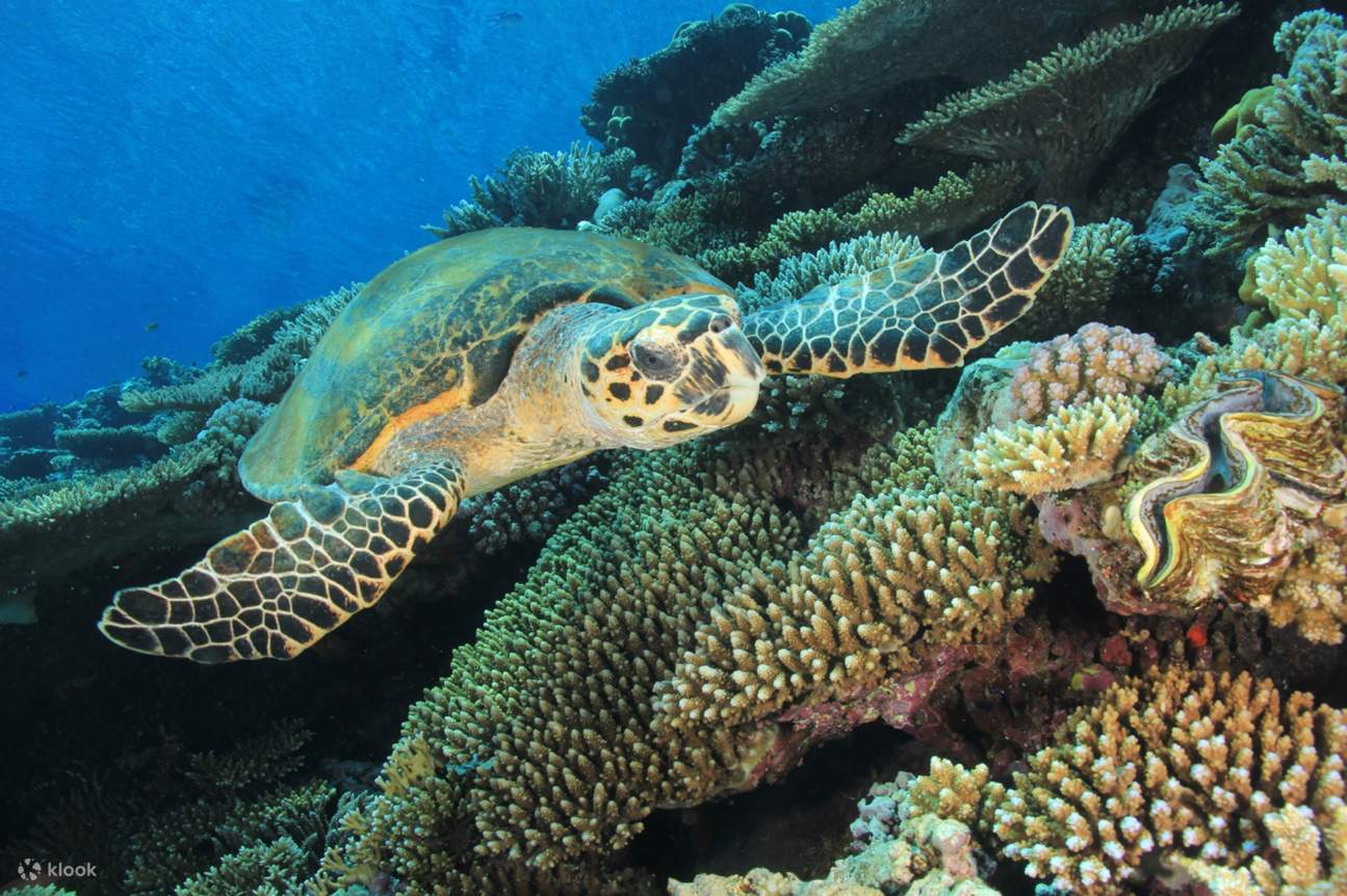 Bot Skuba Diving 2 Perhentian Menyelam untuk pemula & Makan Tengah Hari – Marsa Alam