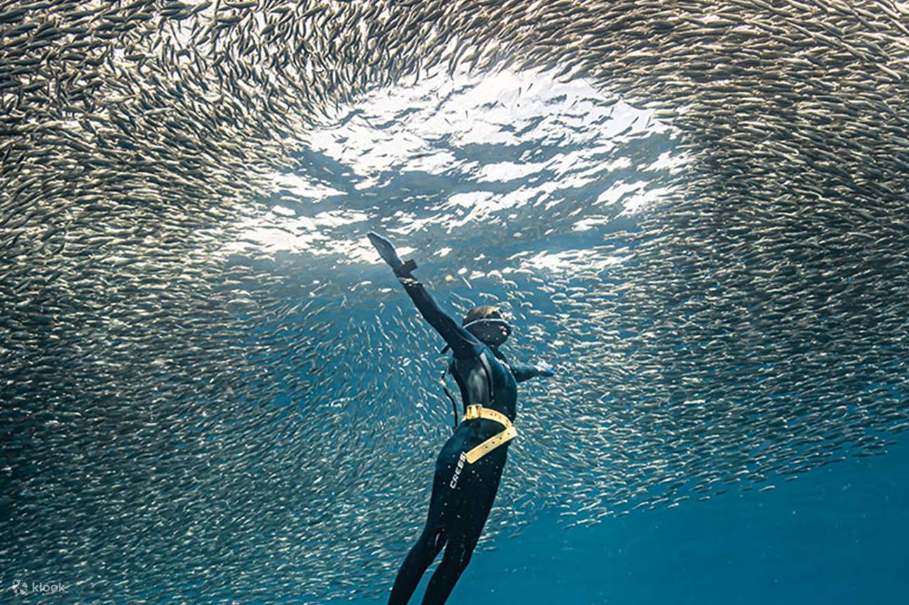 Verlieren Sie sich im magnetischen Charme des Napaling Reef und schwimmen Sie mit dem Sardinenschwarm, während Sie an einer 1-stündigen Freediving-Tour teilnehmen, um in ein spektakuläres Unterwassererlebnis einzutauchen.