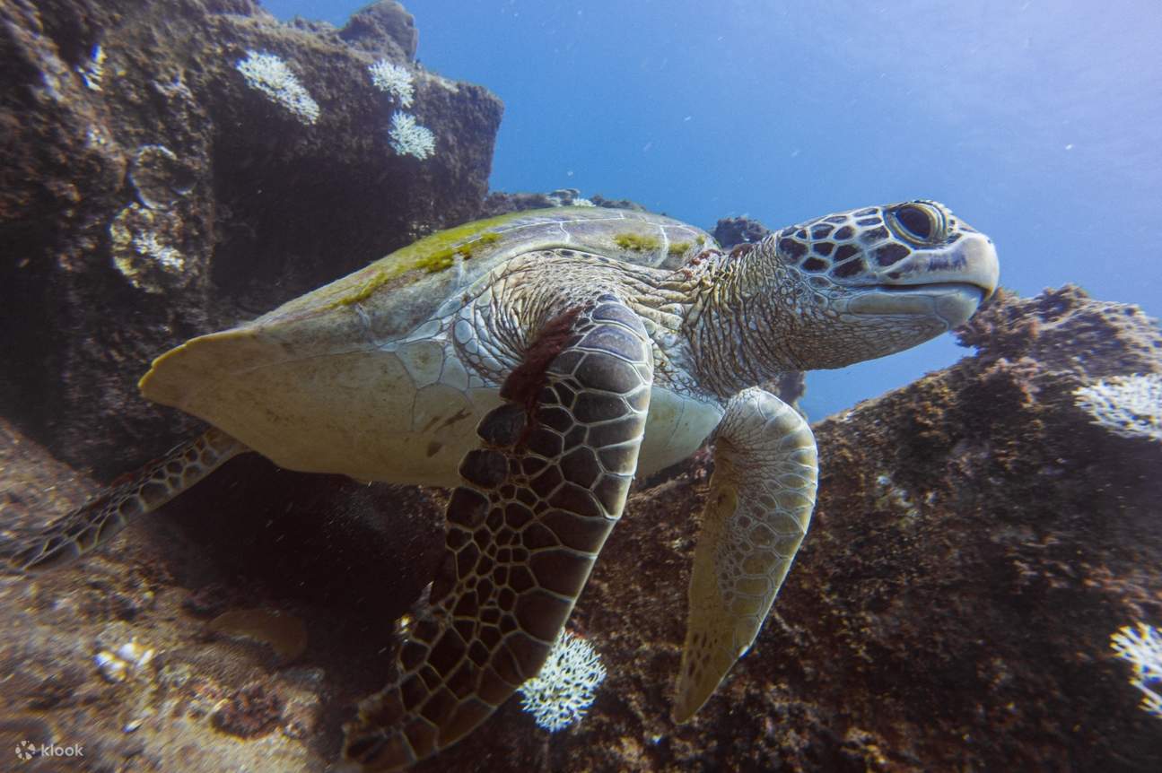 Морская черепаха