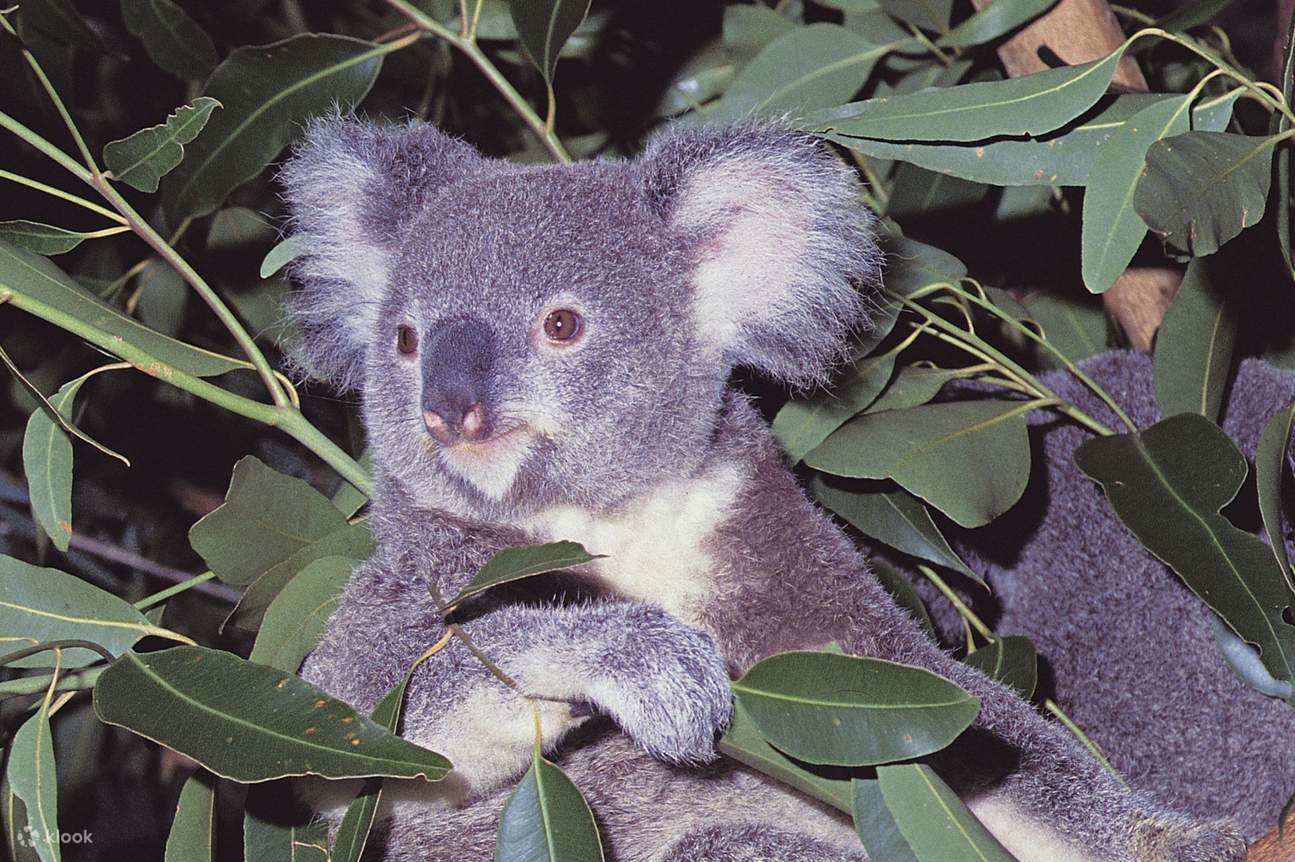 Koala