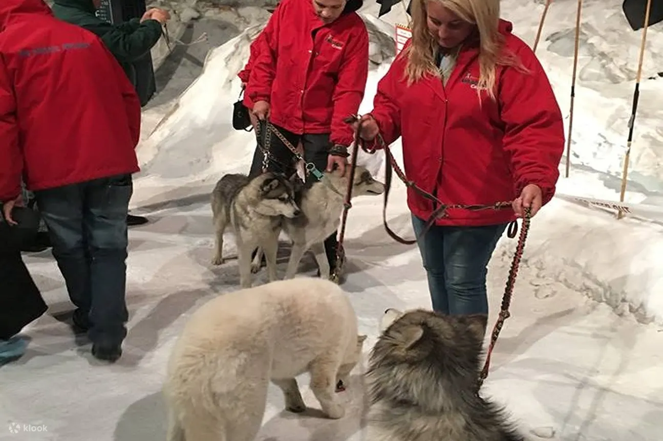 international antarctic centre huskies