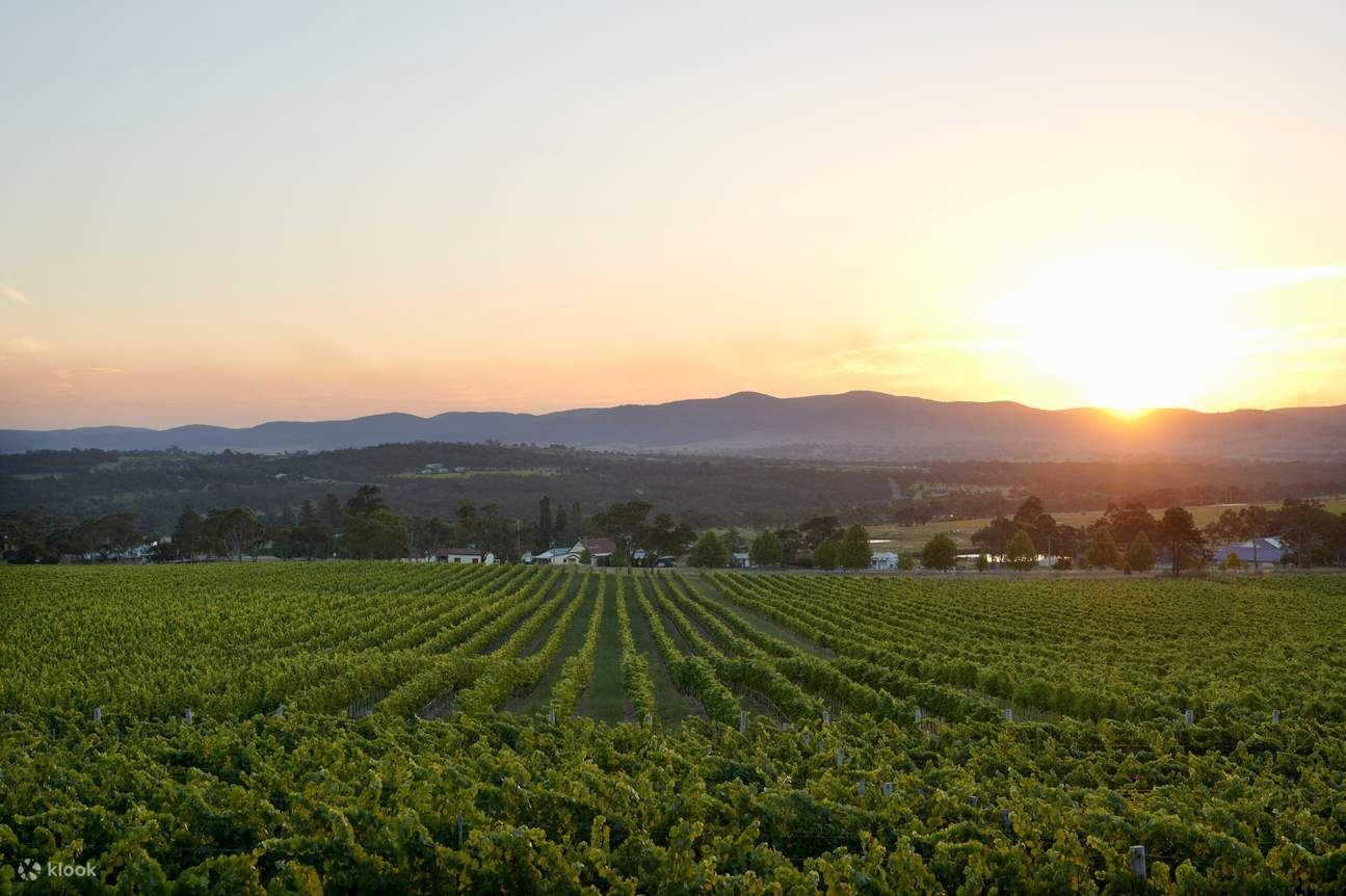 Откройте для себя регион Granite Belt, где расположены виноградники премиум-класса винодельни Sirromet.
