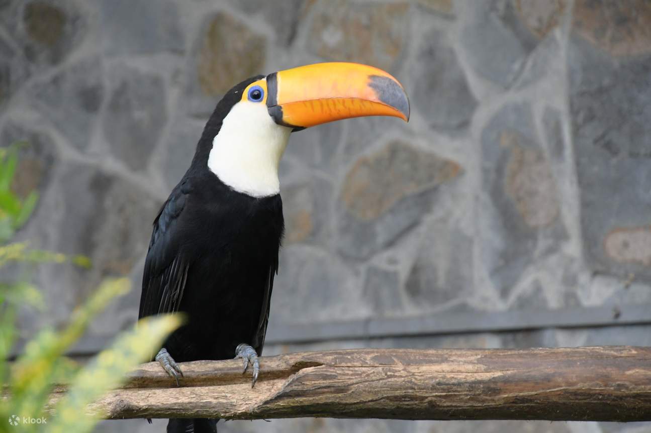 Chim Toucan ngôi sao trong vườn