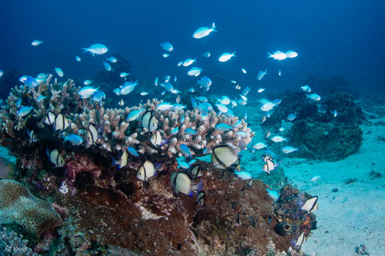 水下珊瑚礁充满了各种海洋生物