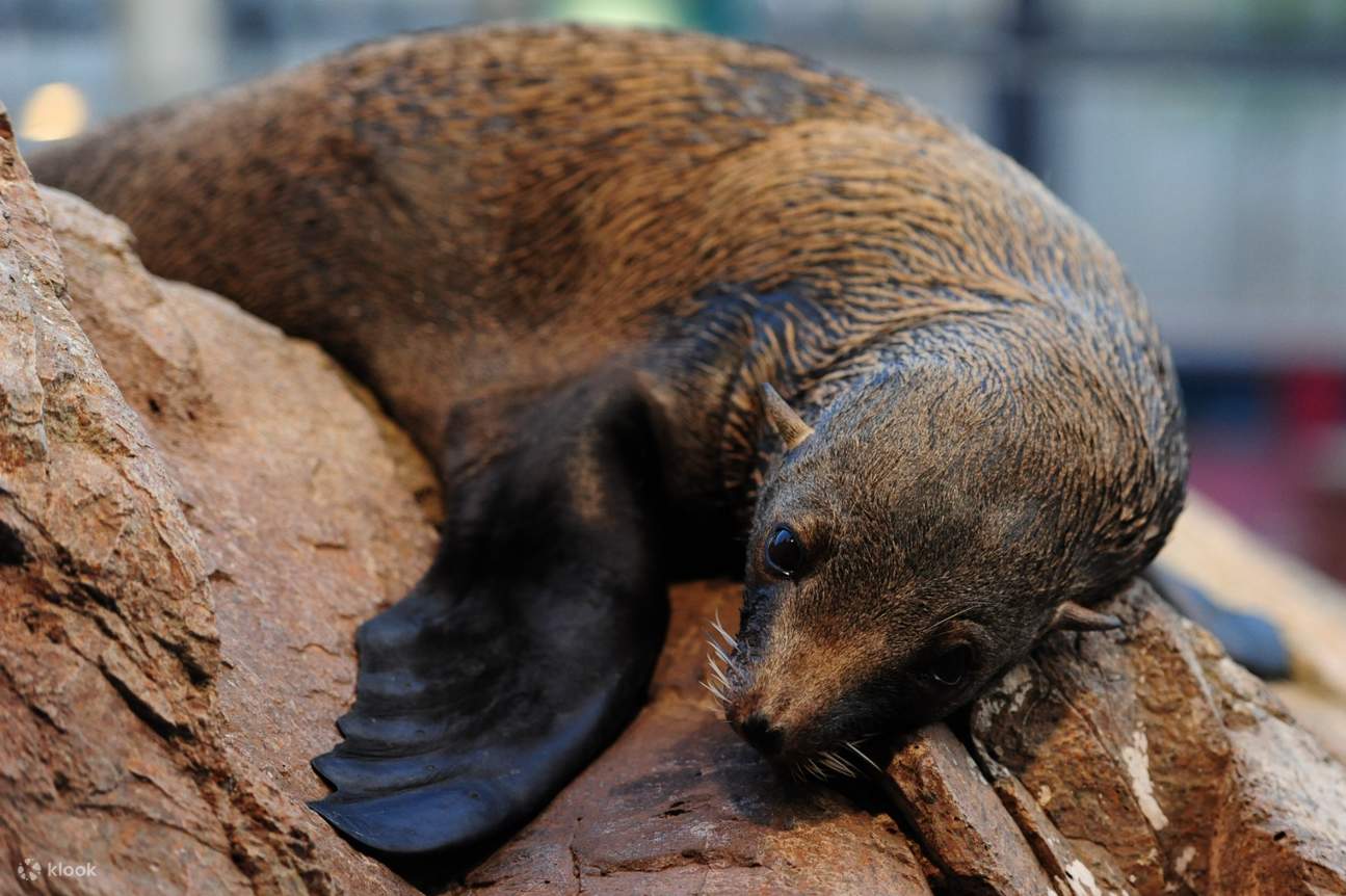 京都水族馆的海豹