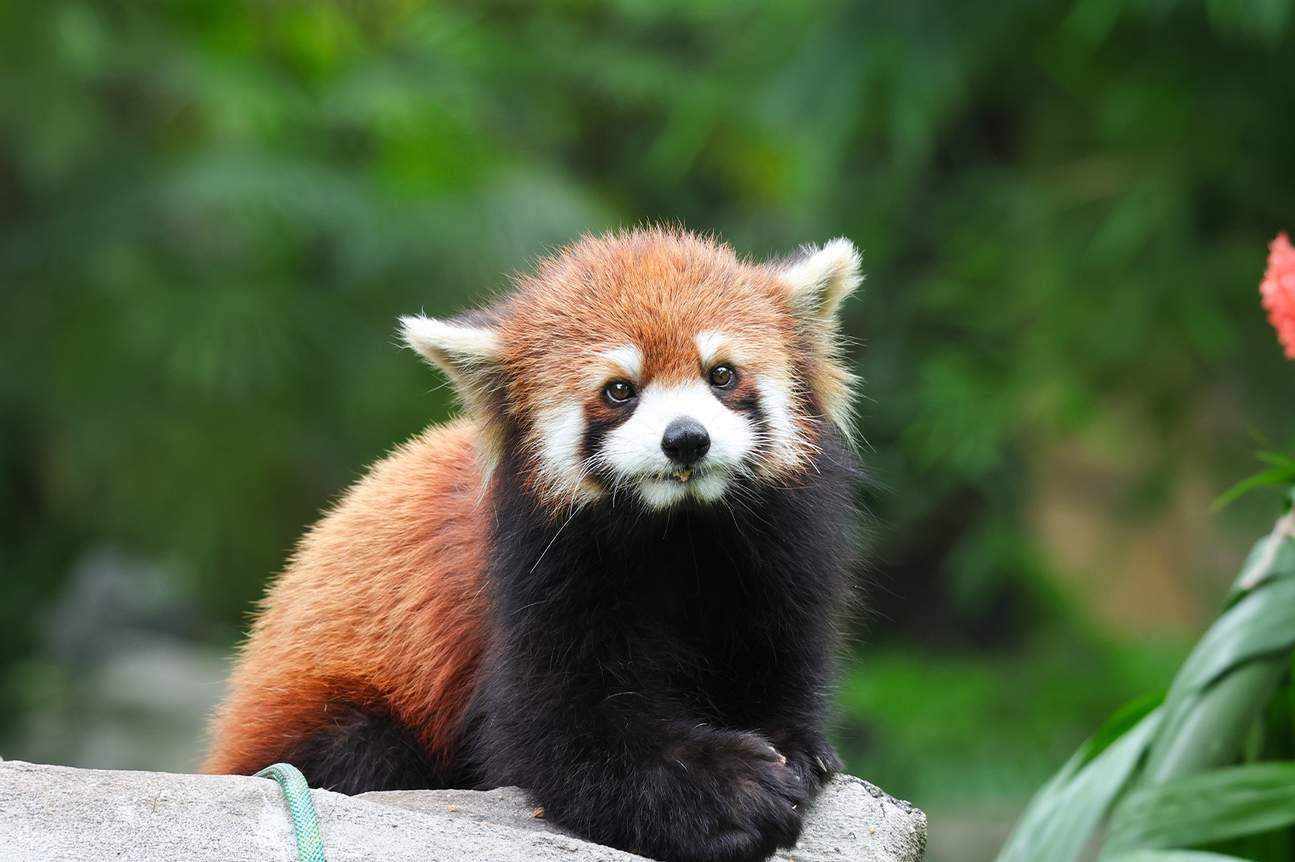 Tur Pemandu Profesional di Chengdu Panda Base (Pilihan tur gabungan/tur ...