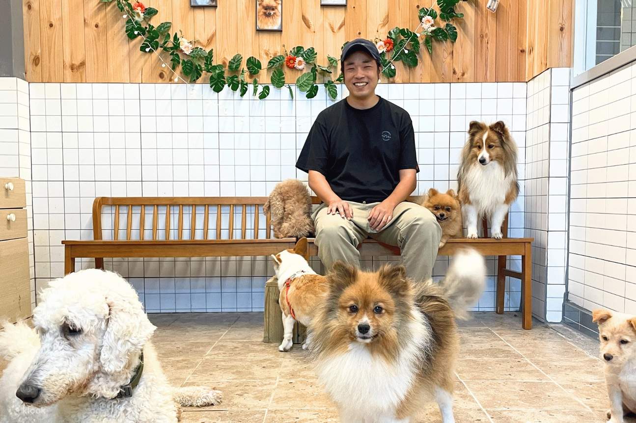 Pengalaman Pet Farm Yeoju - Beri Makan, Bermain & Berinteraksi dengan Anjing & Kucing