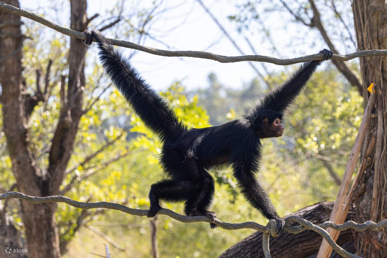 ลิงแมงมุม