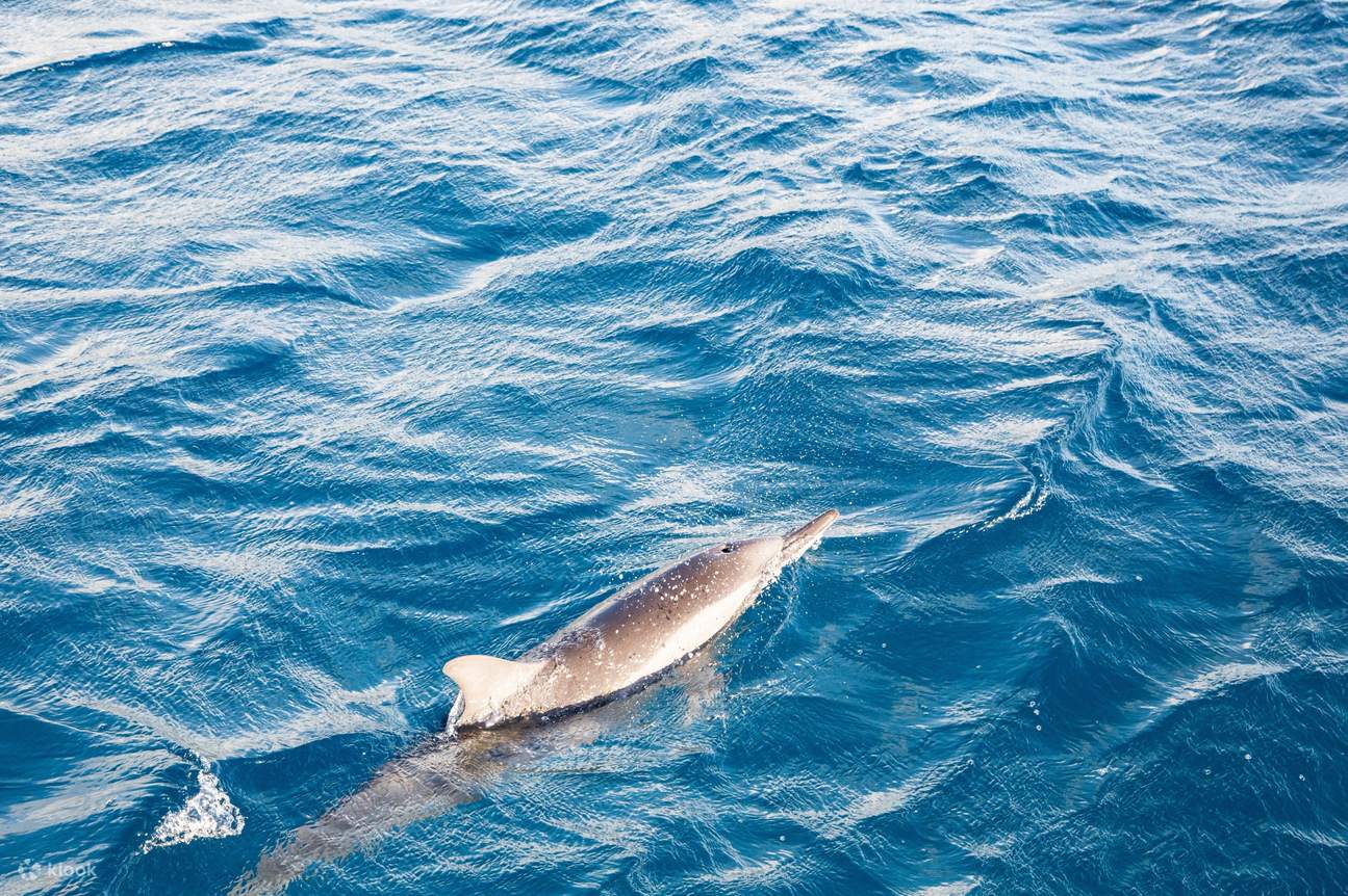 关岛 BIG 夕阳晚餐游船