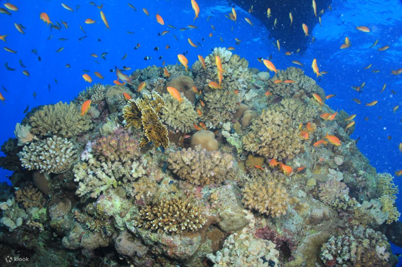 Bot Skuba Diving 2 Perhentian Menyelam untuk pemula & Makan Tengah Hari – Marsa Alam