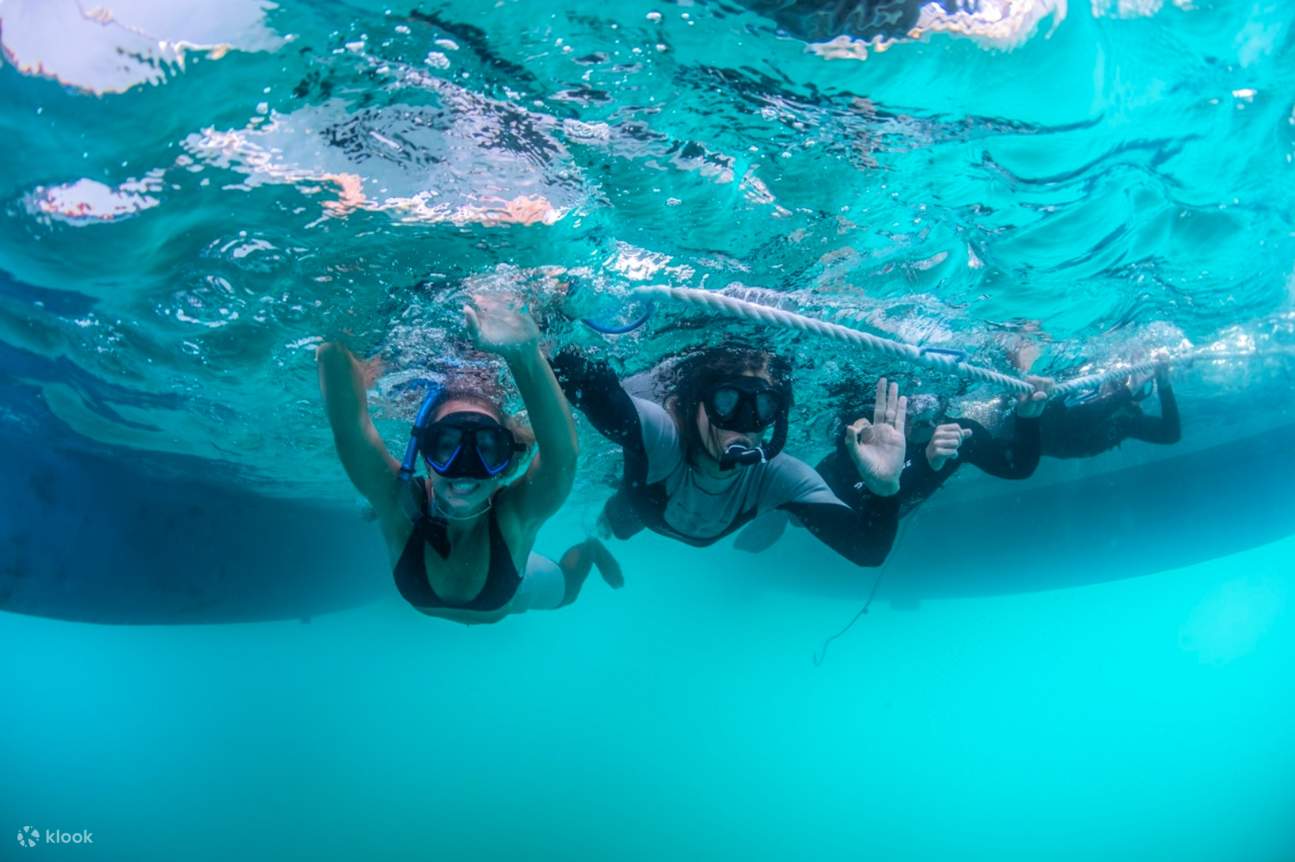 Wild dolphin watching in Port Stephens