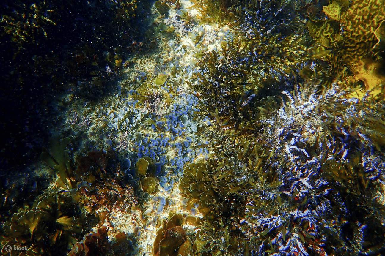 Pengalaman Snorkeling Keluarga Sydney