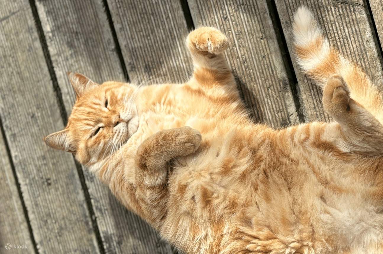 Yeoju Pet Farm Erlebnis - Füttern, Spielen & Bindung mit Hunden & Katzen