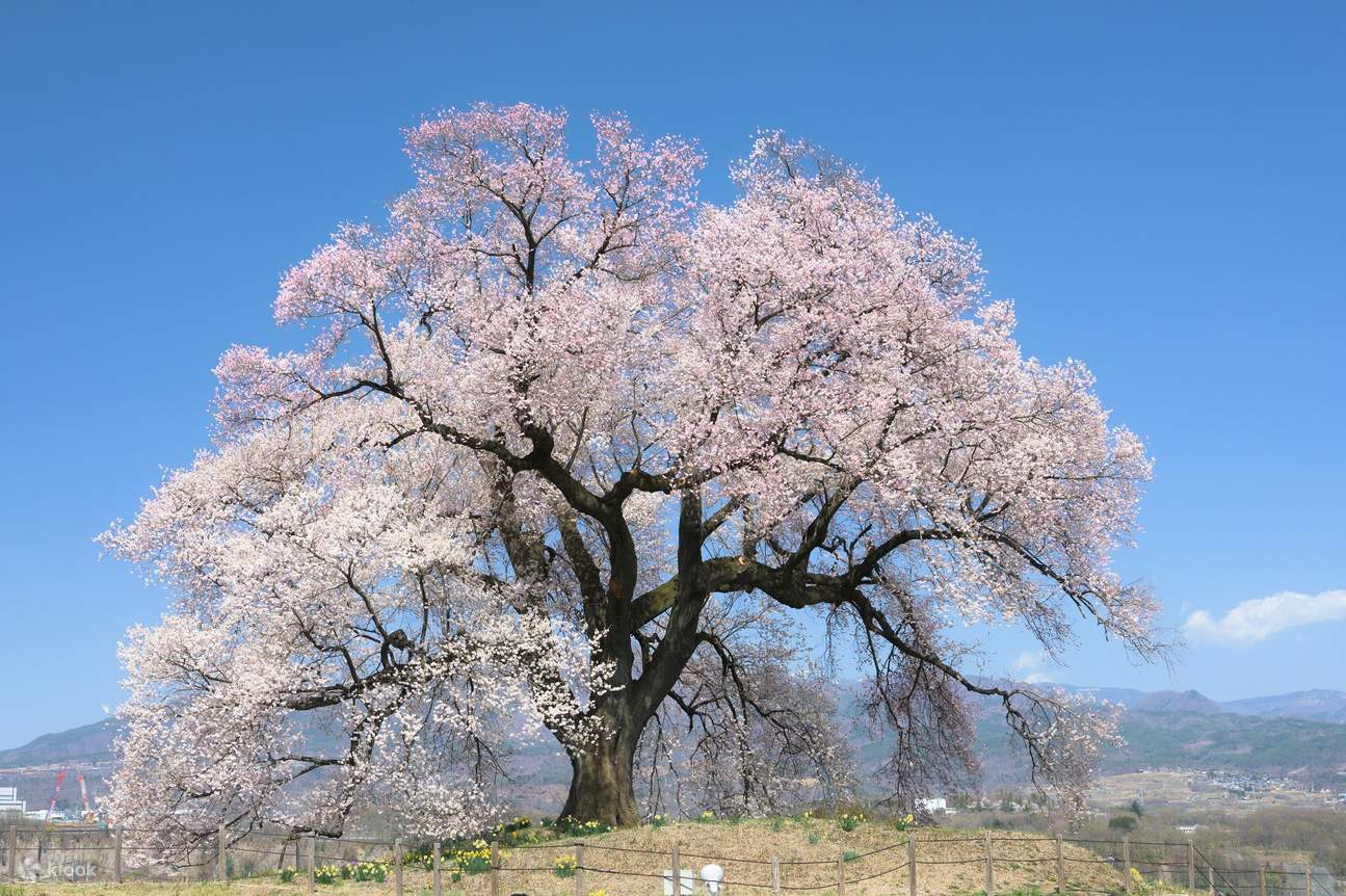 Yamanashi Takagami Sakura and Crocodzuka Cherry Blossoms One Yamanashi Takagami Sakura and Crocodzuka Cherry Blossoms One