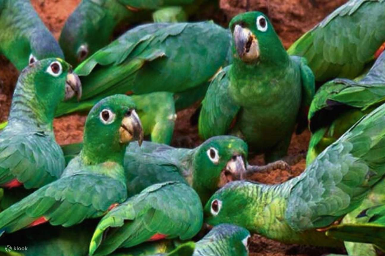 Immerse in Nature: Manu Rainforest Tour 4 Days for an Unforgettable ...