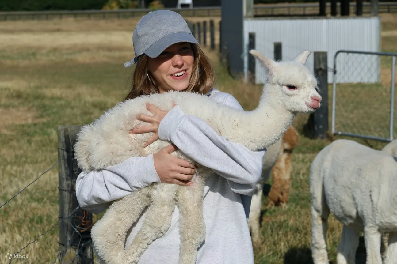 羊驼农场之旅 - Silverstream Alpaca - Kaiapoi