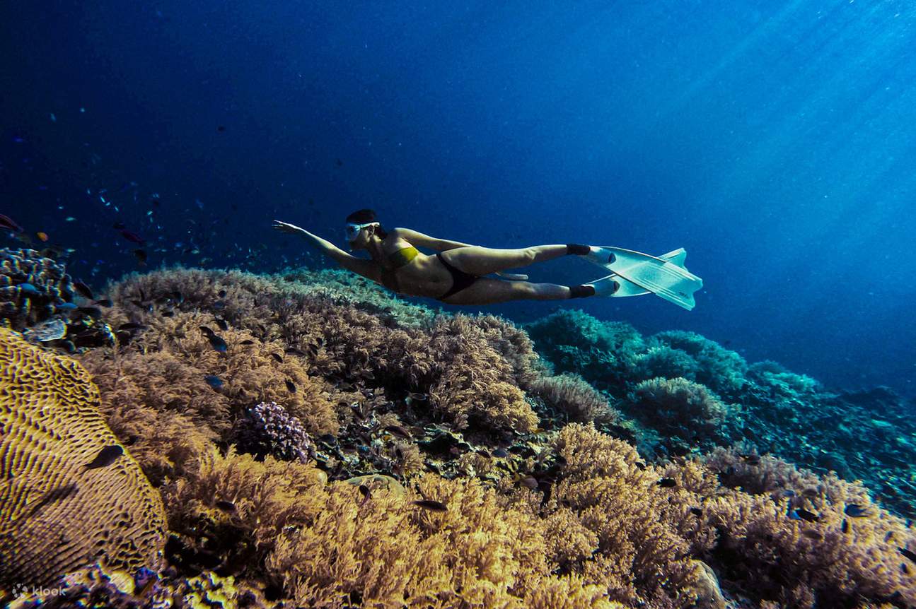 Freediving Tour am Napaling Reef und bei den Sardinen