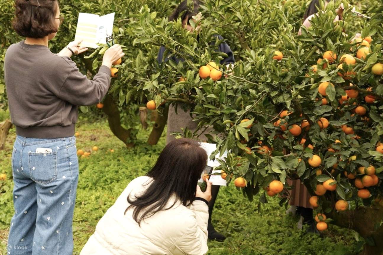 Wander slowly through the tangerine grove and record its colors. The sunlit oranges and lush greens blend together, blossoming into a palette that is uniquely yours.