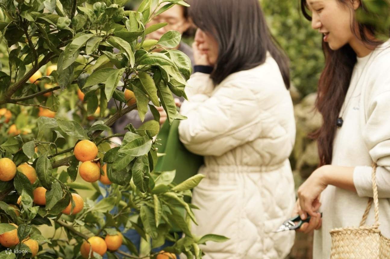 Tawa dan obrolan di tengah kebun membuat musim di Jeju semakin istimewa. Penuhi hari Anda dengan warna dan cerita yang dibagikan di alam.