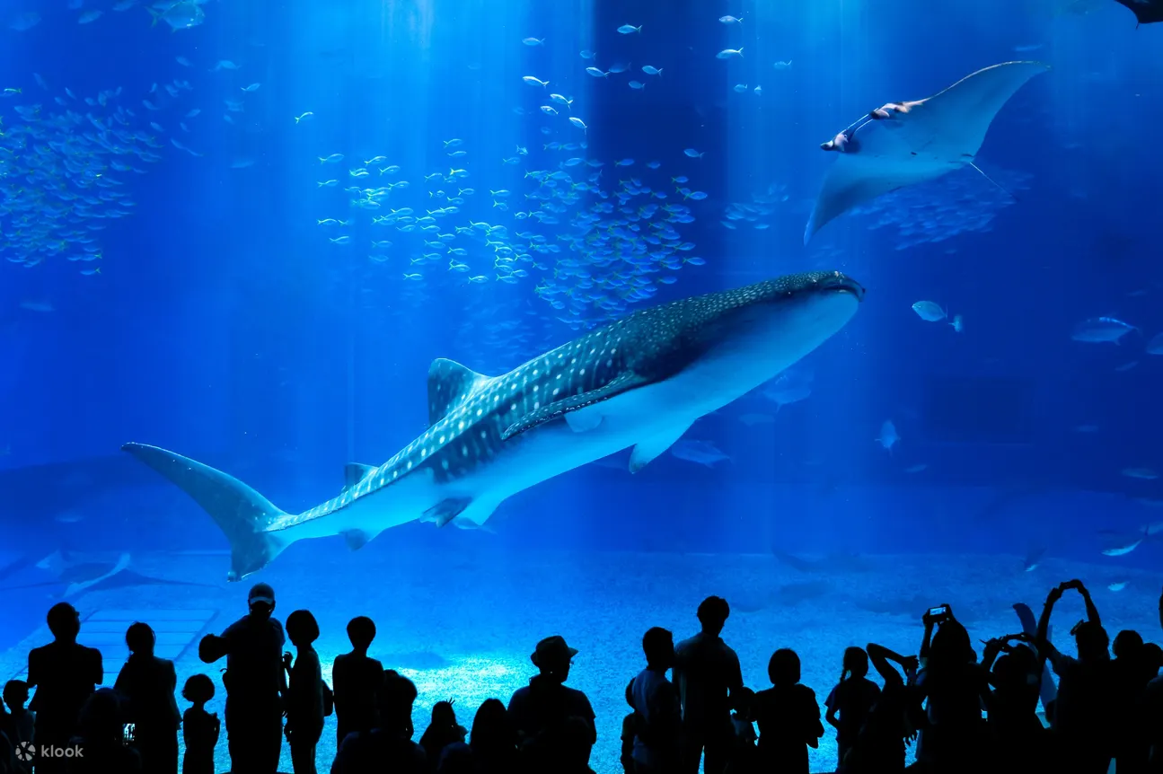 冲绳美丽海水族馆