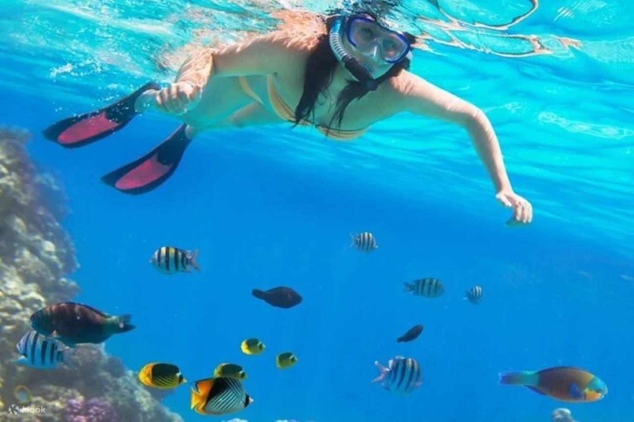 Lặn biển ngắm san hô ở Đảo Tiran, kèm bữa trưa & đưa đón - Sharm El Sheikh