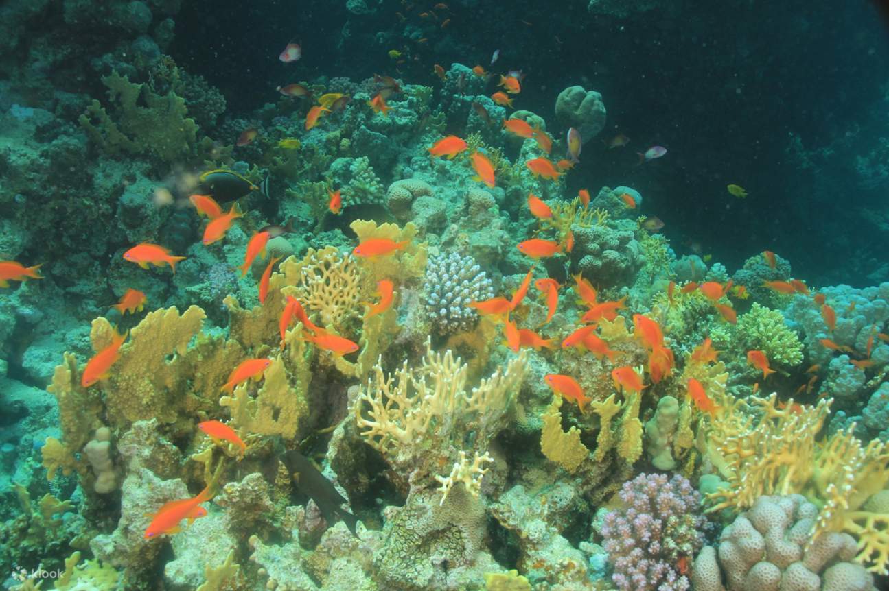 珊瑚花園浮潛之旅和入門潛水體驗（含接送）- 馬爾薩阿拉姆