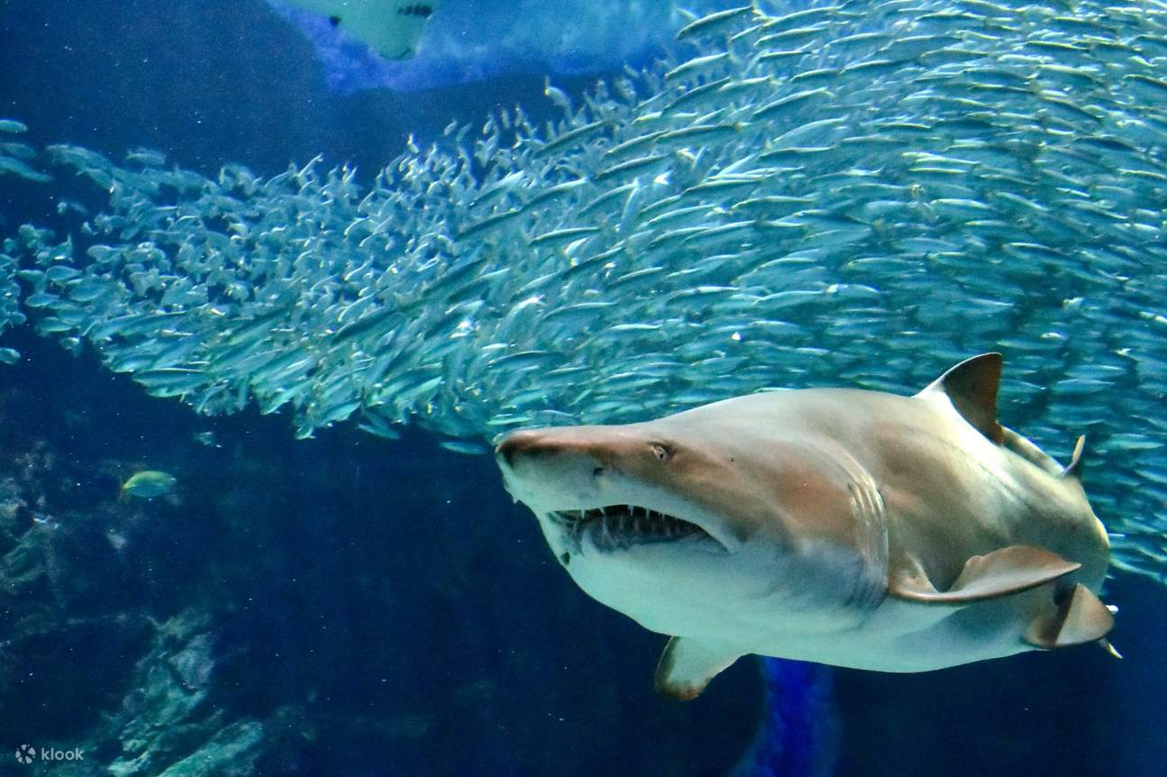 Hai im Becken in der Uminonakamichi Marine World Fukuoka 