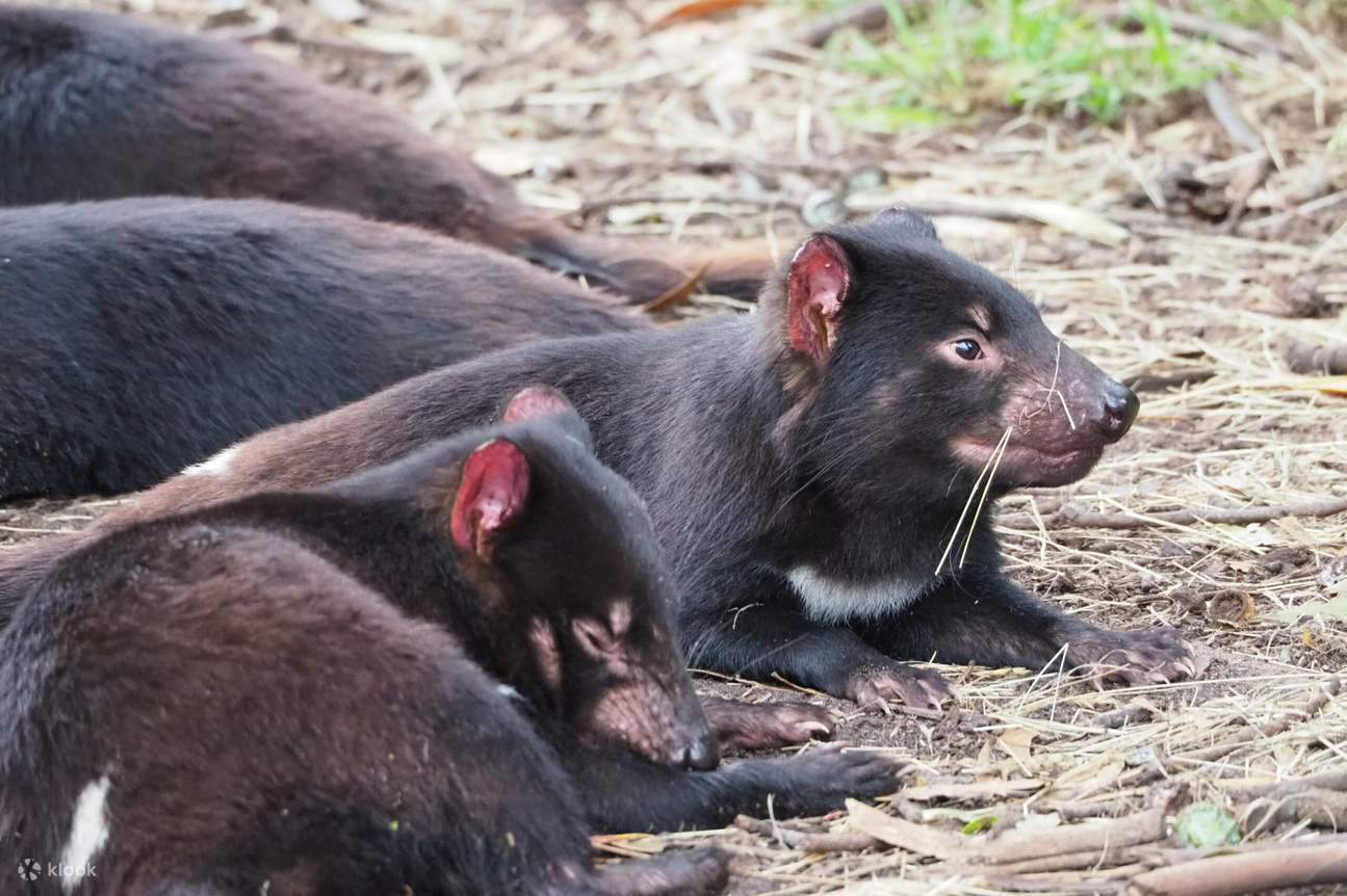 Four Tasmanian Devils