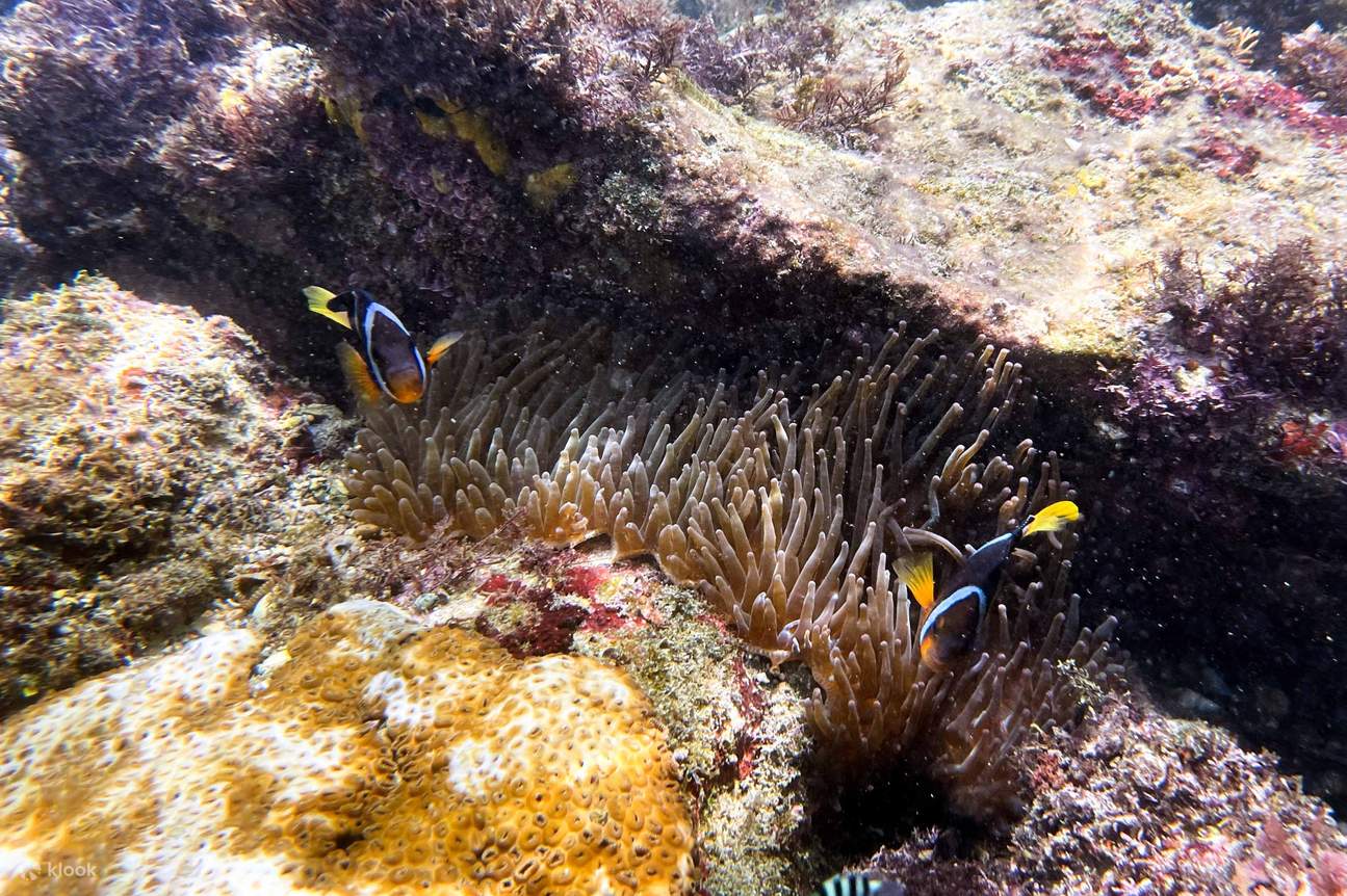 New Taipei Gongliao: Pulau Jin-Gin Au-Ti - Sea Island Boat Log - SUP / Kanu / Snorkeling / Fotografi Lensa Tunggal