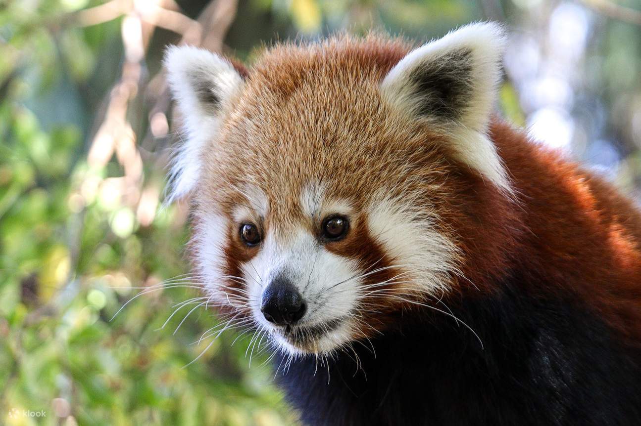 Visite Panda et ses amis au zoo d'Adélaïde (avec entrée) à Adélaïde ...