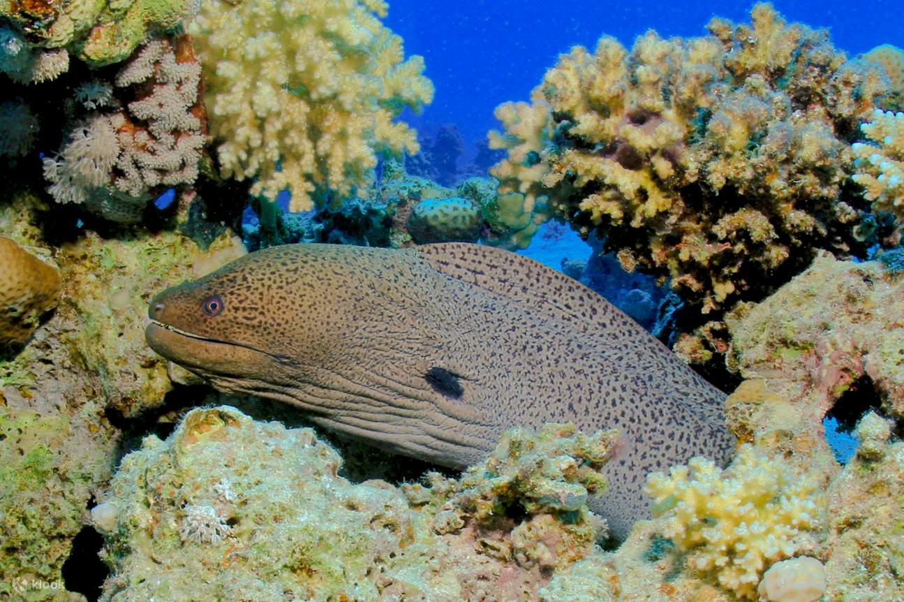  transfer를 포함한 전문 스쿠버 다이빙 풀 데이 트립 – 후르가다