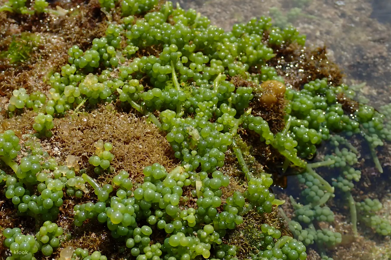 綠島潮間帶生態導覽