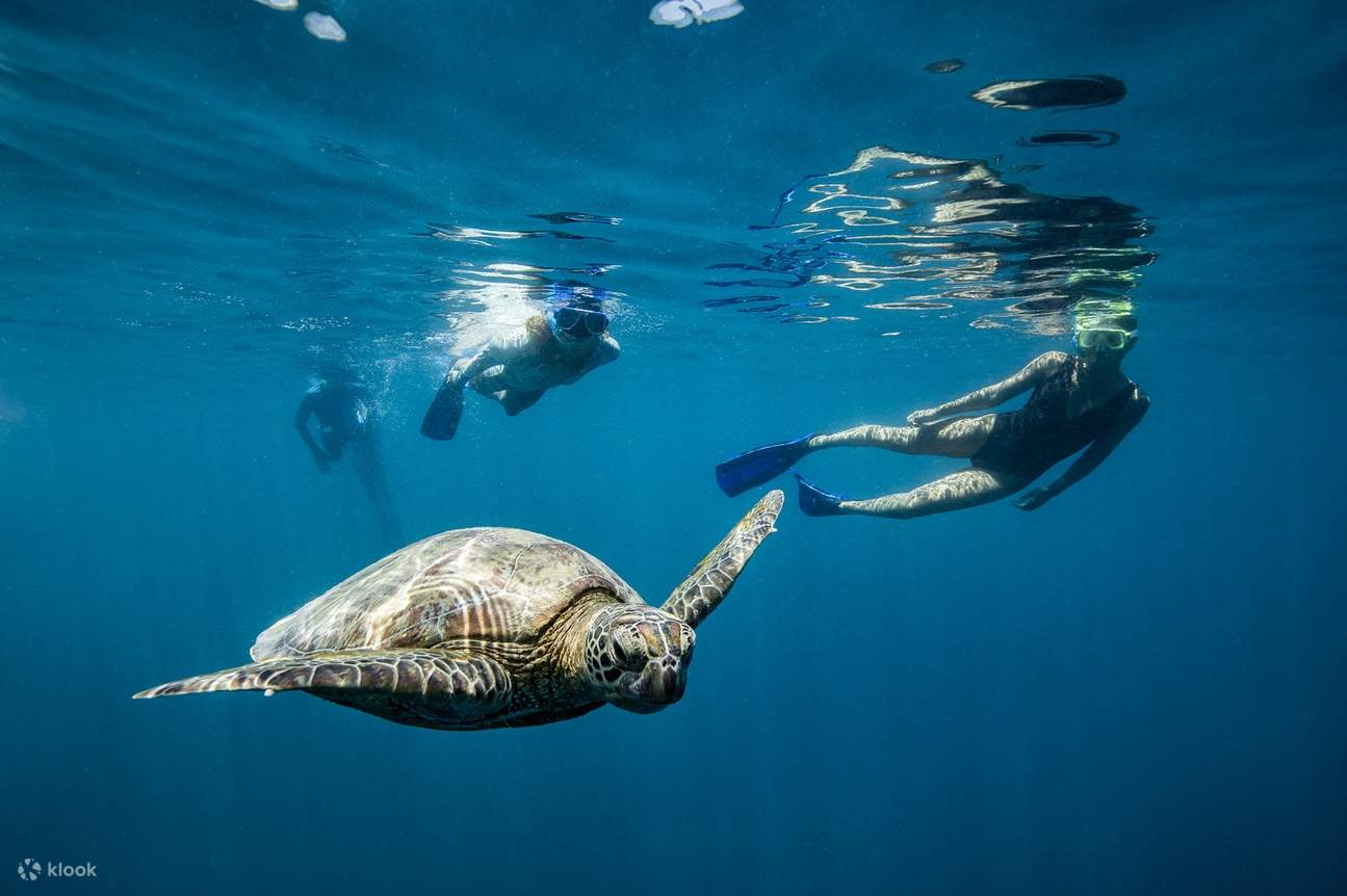 Great Barrier Reef Cruises dari Airlie Beach atau Hamilton Island