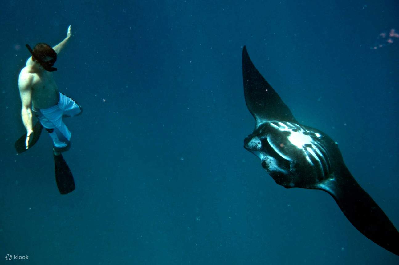 Eine hautnahe Begegnung zwischen einem Mantarochen und einem Taucher