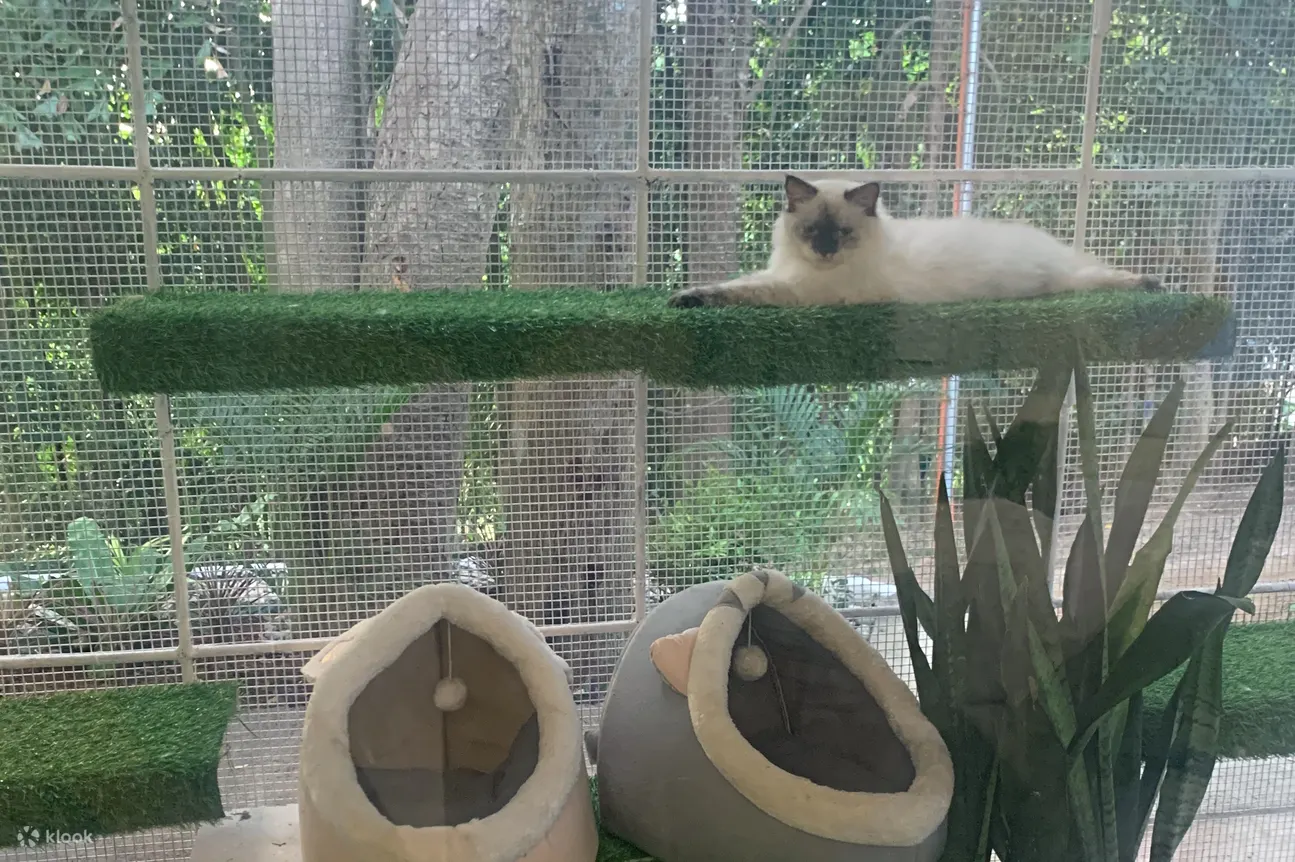 猫的栖息地 阳台外的猫