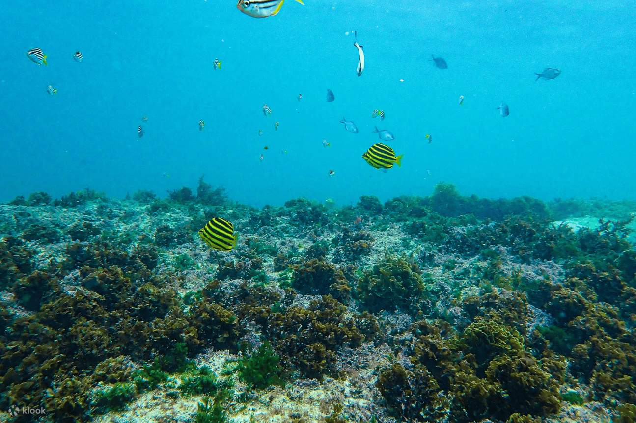 De nombreuses espèces de poissons, notamment des Madjo, des Stripey et des balais argentés, nageant ensemble