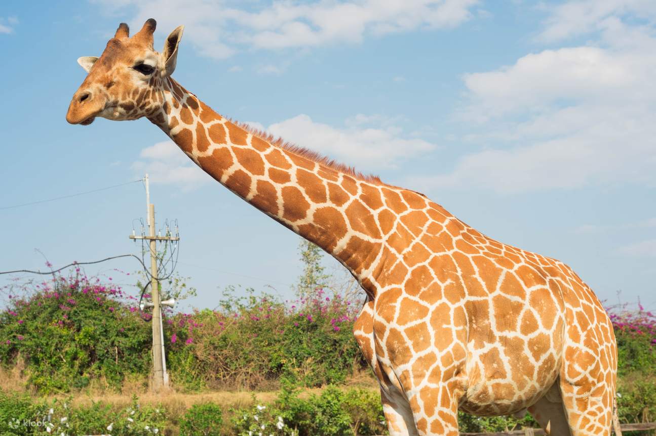頑皮世界サファリ動物園