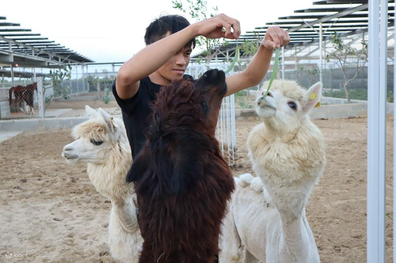 อัลปาก้าและเจ้าหน้าที่ดูแลสวนสัตว์