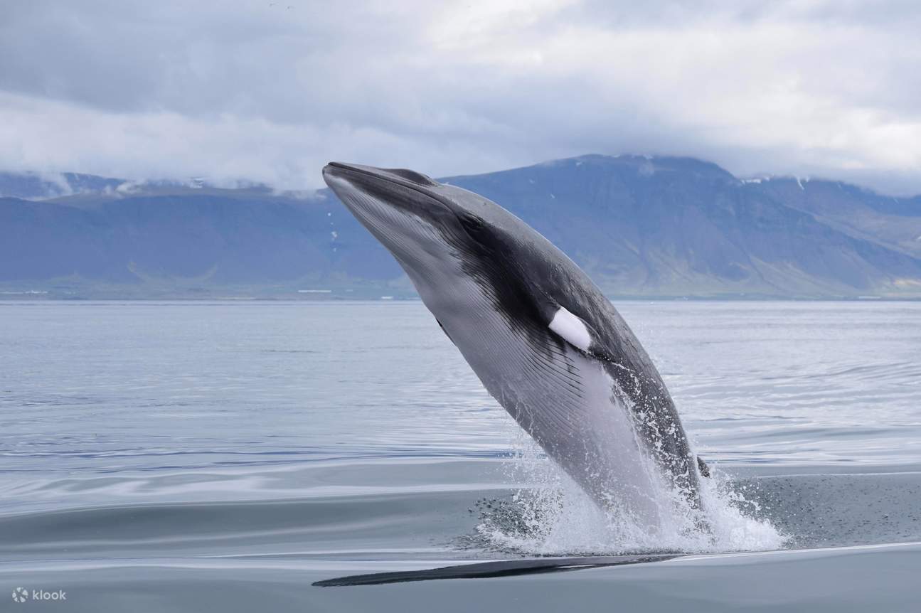 Pelayaran Klasik Mengamati Paus dan Lumba-Lumba di Reykjavík 