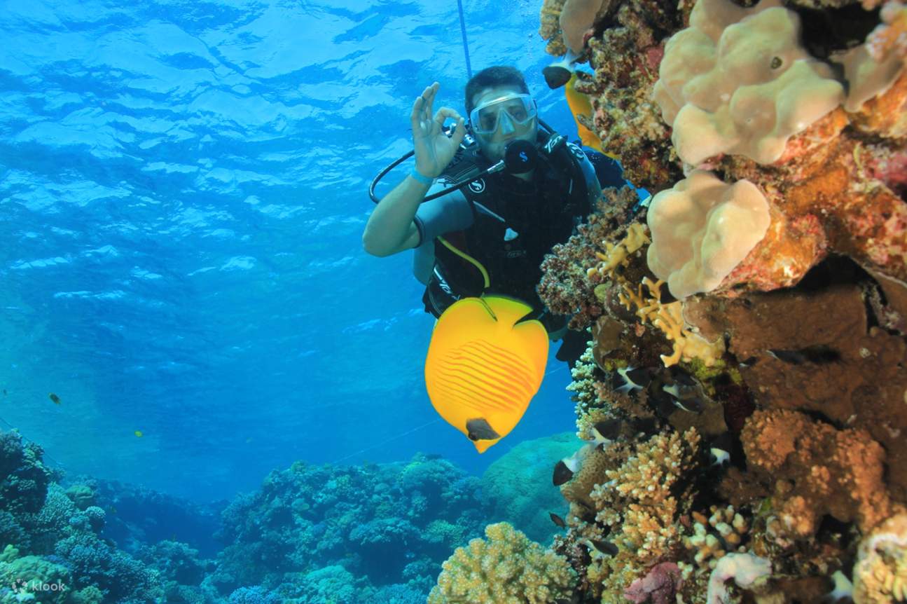 Korallengarten Schnorchel-Trip & Schnuppertauchgang mit Transfer - Marsa Alam