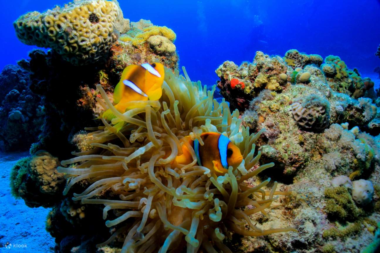  transfer를 포함한 전문 스쿠버 다이빙 풀 데이 트립 – 후르가다