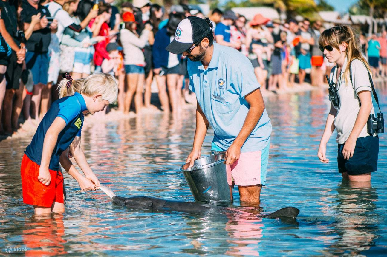 Monkey Mia Dolphin Spektakuläre Halbtagestour in Kalbarri Klook, Vereinigte Staaten