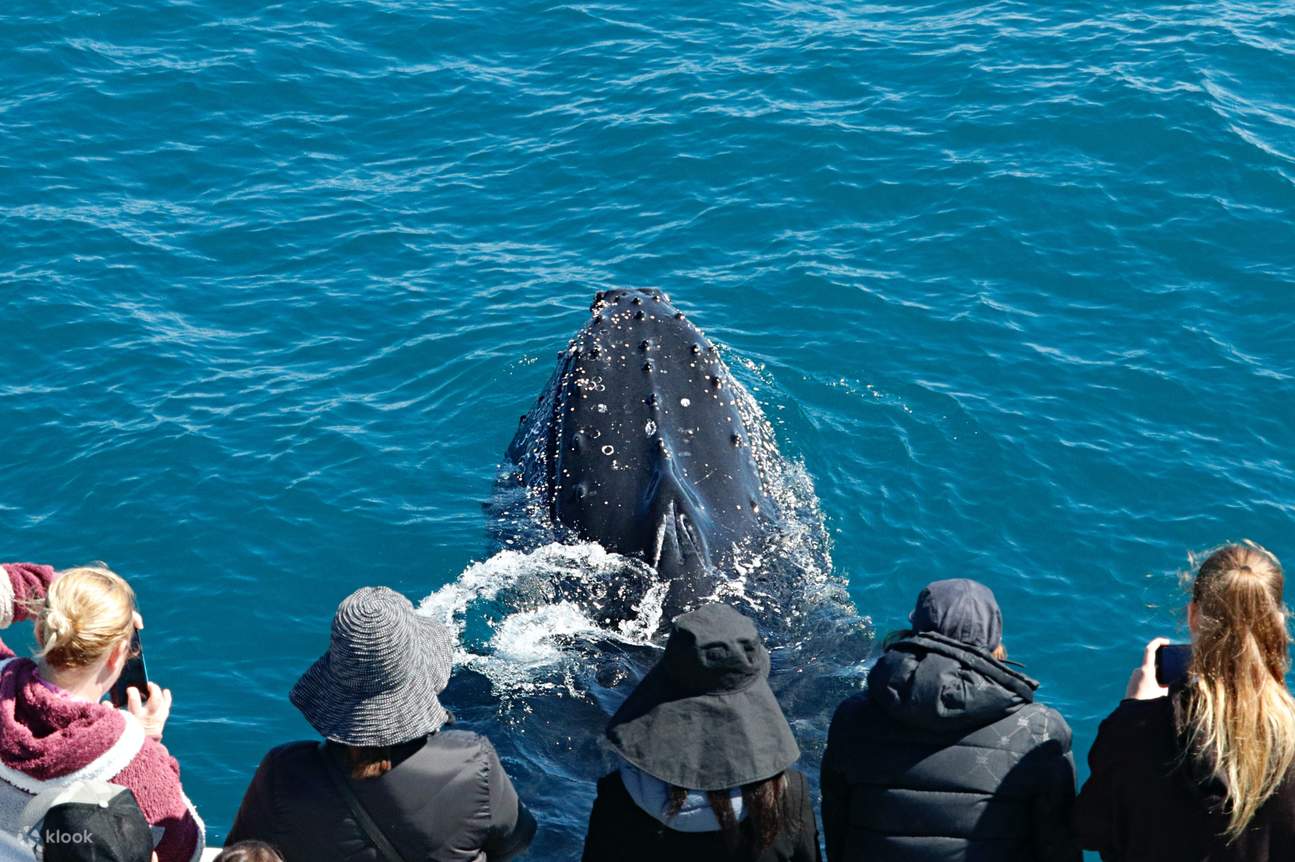 observation des baleines Dunsborough